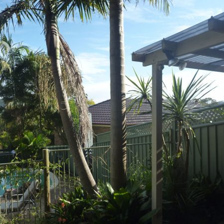 Two palms to be removed near pool