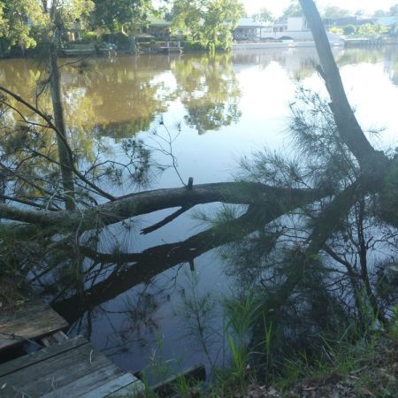 Crown Lands work - Fallen tree at Chittaway Point