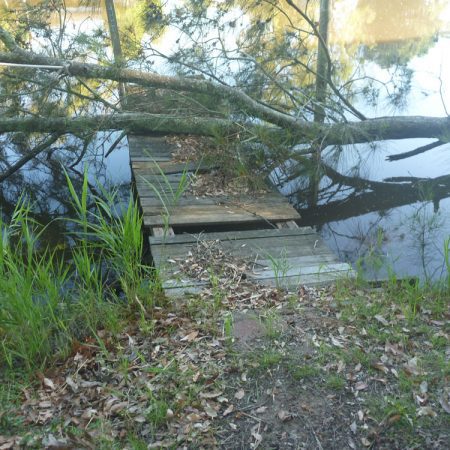 Fallen tree across pontoon