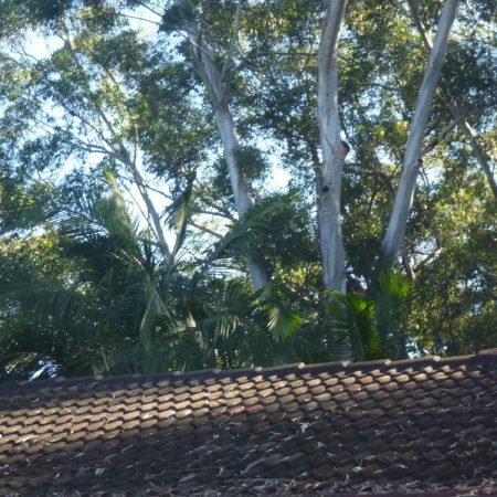 Large gum in backyard has to be manually dismantled